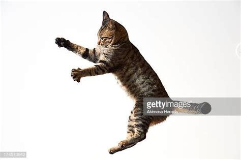 Jumping Cat Cat Side View Jumping Cat Cats