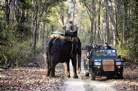 Kanha National Park In India The Complete Travel Guide