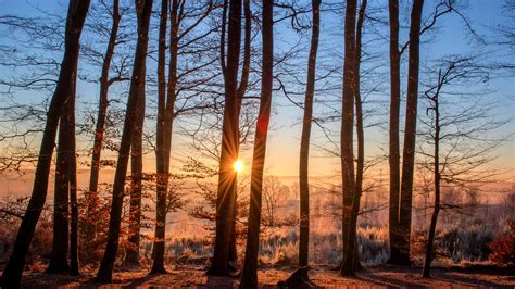 1920x1080 First Sunbeams Of Day Nature Forest Trees Laptop Full Hd