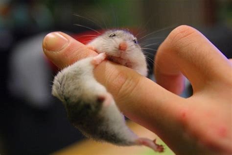 37 Small Cute And Lovely Pictures Of Hamsters