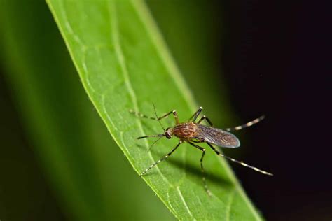 How Long Do Mosquitoes Live Aptive Environmental