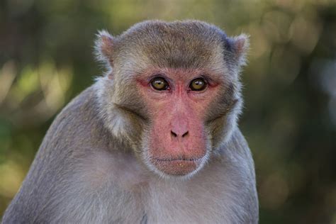18 Various Types Of Monkeys Breed Found On Indian Mainland Best Of India