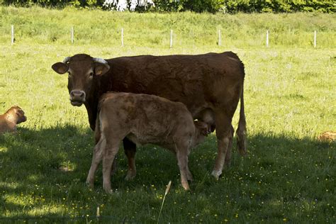 Koe En Kalf Cow And Calf In Frankrijk Gaan Ze Anders Om Flickr