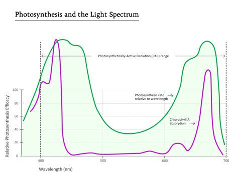 Light Spectrum And Photosynthesis Boulderlamp Inc