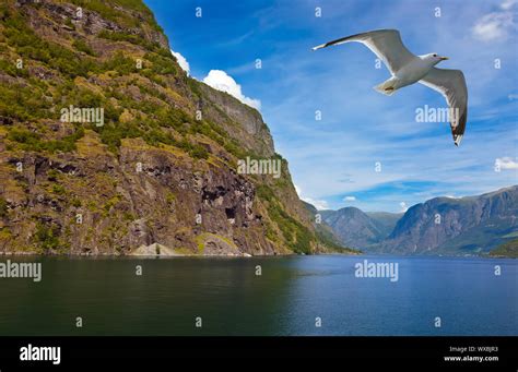 Fjord Naeroyfjord Norway Stock Photo Alamy