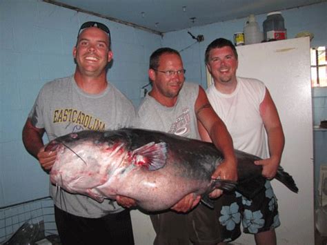 World Record Catfish The Largest Catfish Ever Caught