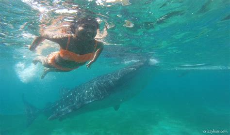 Whale Shark Watching Oslob Cebu Travel Guide Crizzy Kiss