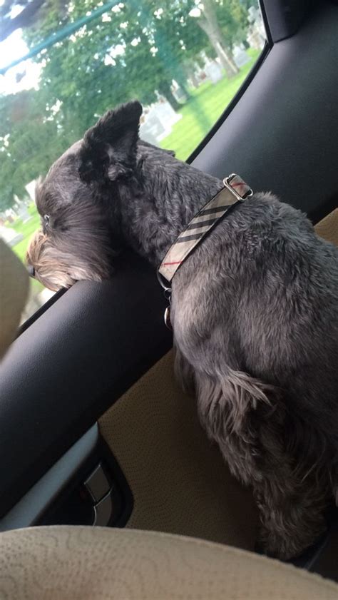Burberry Little Tony Loves Looking Out The Window While I Drive Miniature Schnauzer