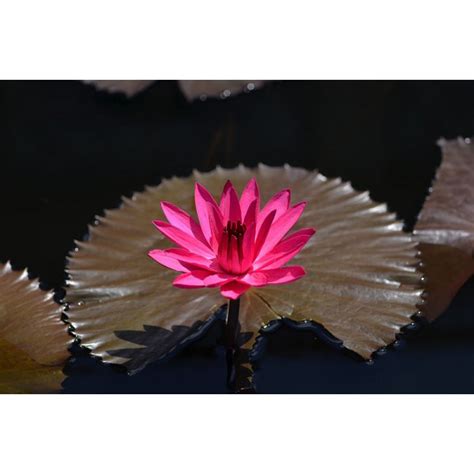 Nymphaea Red Flare Seeds Tropical Night Blooming Water Lily Seeds