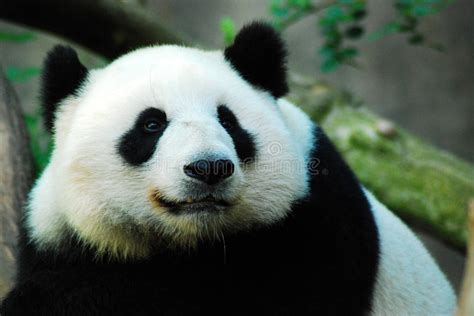 Melanoleuca Di Panda Ailuropoda Del Gigante Fotografia Editoriale