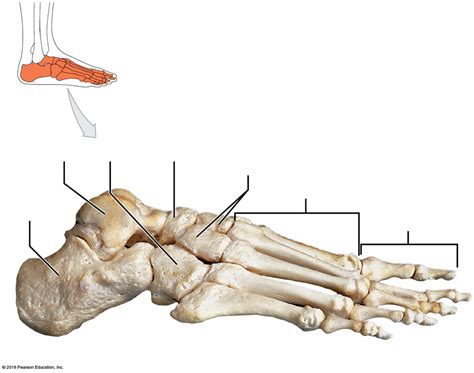 Lateral View Of Bones Of Right Foot Diagram Quizlet
