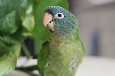 Handfed Baby Blue Crown Conure