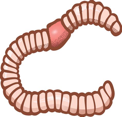 Worms Clip Art 10 Free Cliparts Download Images On Clipground 2024