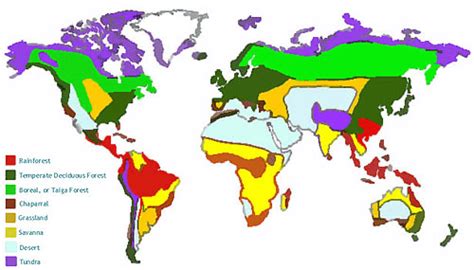 Biome Definition And Examples Biology Online Dictionary