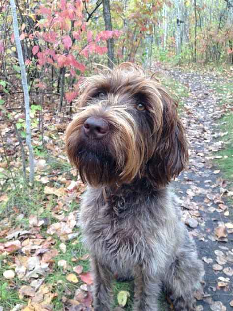 Check spelling or type a new query. 86 best Wirehaired Pointing Griffon images on Pinterest ...