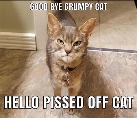 Pissed Off Cat Meme Captions Trendy
