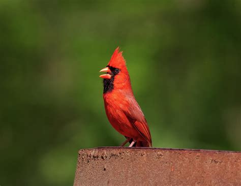 Singing Cardinal Photograph By Chad Meyer Fine Art America