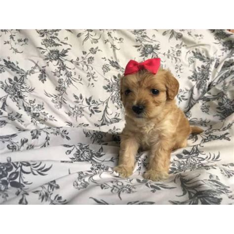 Several factors influence price, including breeder experience, coat color and coat pattern, and even size—you'll see different prices for teacup maltipoo puppies for sale, black maltipoo puppy for sale, etc. Hypoallergenic Maltipoo puppy for sale in Downey ...