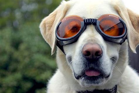 Dogs Wearing Goggles