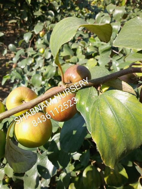 6 Feet Well Watered Kashmiri Apple Ber Plant For Fruit At Rs 65plant In Baduria
