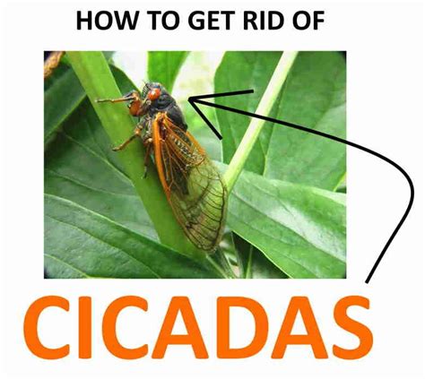 Learn How To Get Rid Of Cicadas In Your Yard Or Home Keeping You Up At