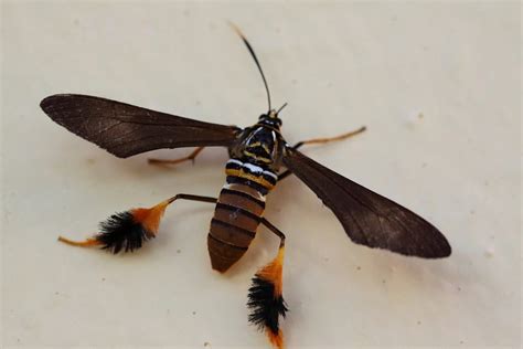 Texas Wasp Moth Horama Panthalon Texana Bugs And Insects Moth