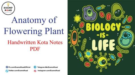 Anatomy Of Flowering Plant Handwritten Kota Notes Pdf Download Neet