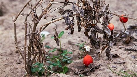 How To Recover A Snapped Tomato Plant Stalk Tips For Successful Survival