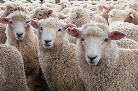 Sheep Learn Celebrity Worship