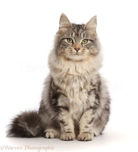 Silver Tabby Cat Photo Wp45884