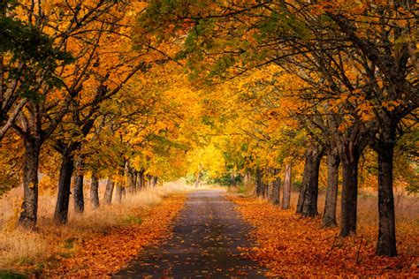 Golden Autumn Road Oregon Pacific Northwest Usa Jess Lee Photography