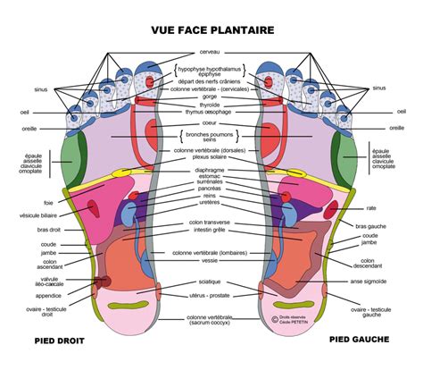 Découvrez la réflexologie plantaire Equilibre Nature Santé