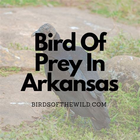 11 Birds Of Prey In Arkansas With Pictures Birds Of The Wild
