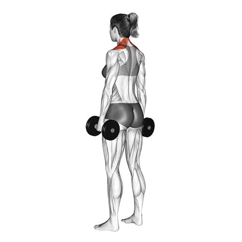 Dumbbell Shoulder Shrug How To Do Properly And Muscles Worked