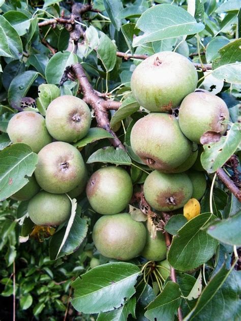 European Wild Pears Pyrus Pyraster Fruits And Veggies Fruit Edible