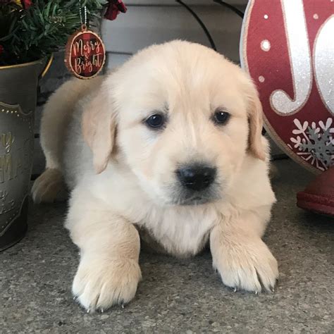 We are responsible breeders, breeding sparingly and to benefit. GOLDEN RETRIEVER | MALE | ID:8688-TC - Central Park Puppies