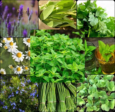 10 Plantas Aromáticas Perennes Que Plantas Una Vez Y Disfrutarás