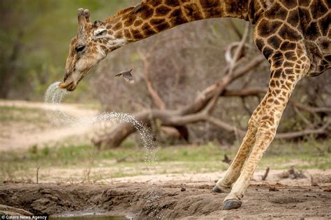 Giraffe Sprays Liquid Everywhere As It Sneezes At South Africa Watering