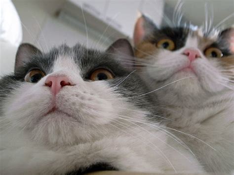 21 Funniest Pics Of Cats Taking Selfies That Will Shock You Drollfeed