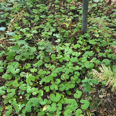 Asarum Canadense Canadian Wild Ginger From Kind Earth Growers