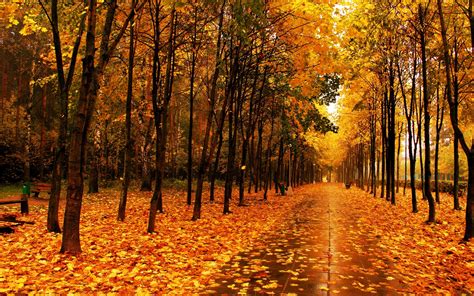 壁纸 秋天美丽的公园，黄色的枫叶，树木，潮湿的道路 2560x1600 Hd 高清壁纸 图片 照片