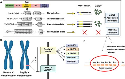 Frontiers De Novo Large Deletion Leading To Fragile X Syndrome
