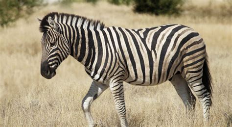 The zebras that live in zoos comparatively have a larger life span as that of those that live wildly on their own. Where Do Zebras Live, Zebras Habitat