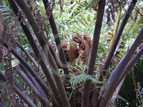 Cyathea Australis Rough Tree Fern Information And Photos
