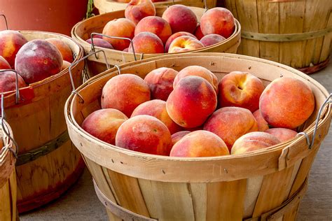 Peach Harvest Photograph By Teri Virbickis Fine Art America