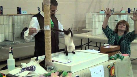 Tica Cat Show Houshold Pets Youtube