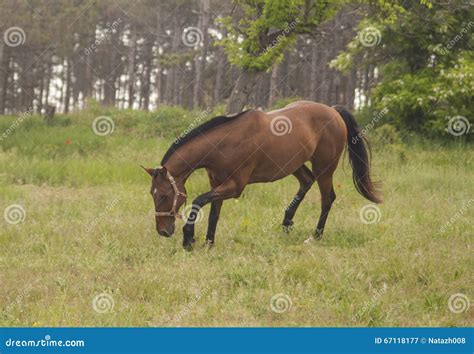 Cavalo Que Come A Grama Verde Imagem De Stock Imagem De Vermelho