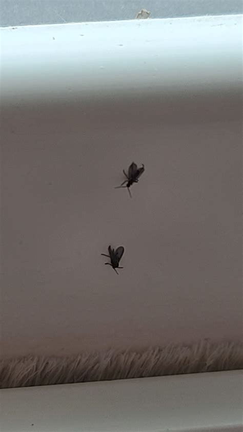 Tiny Black Bugs In Window Sill In North Dakota Winter 735282 Ask