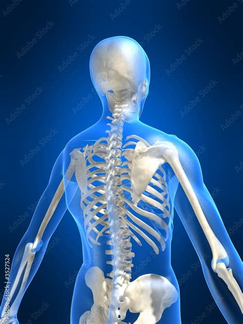 Skelett Anatomie Stock Illustration Adobe Stock