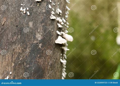 White Wood Fungus On High Moisture And High Humidity Wooden Surface